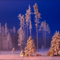 �����Ӱ���λ�ͯ��ɭ��