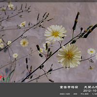 �ص�������