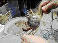 ��Ͷ��׽�����������բз