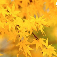 ������һ���������£��������ζ�ɣ� 