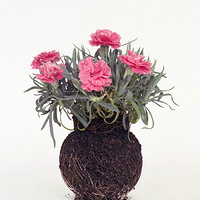 ��Ȼһ��Ļ�ƿ