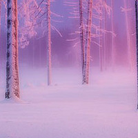 ͯ�������˵�ѩɭ��