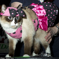 ŦԼè��ʱ�������è�����涷��