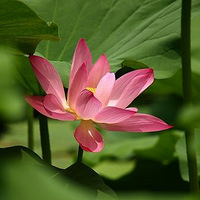 Ʈ�������ĺɻ���Ӱ