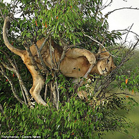 ��������ʨ�Աȡ�����������������