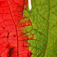 ��׽������ض��ݵ�������ɫ