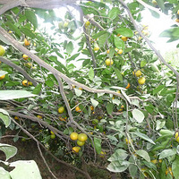 ��԰ժ����