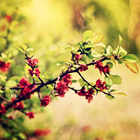 �Ǹ�����ϲ�������� | poboo �����Ӿ�