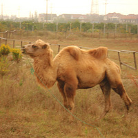 ����С���ִ�Į�������