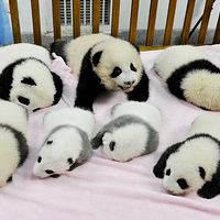 �ɶ��³�������è������������ ������¡��ȷ�ȫ�� 