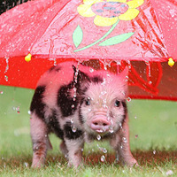  Ӣ����Ӱʦ��ͷ�µ���Ȥ����