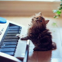 �ĳ���è�������类����ɰ�è��