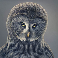 Ұ����������������