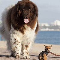 Ӣ��������ﹷ����һ�ﰮ���