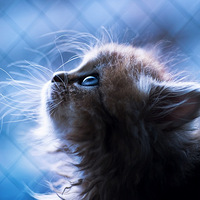 ��̬��Ӱ������˽��è