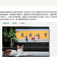 ���������������µ�Сèʧ���� ���Ұ�æ���ҿ�Ŷ(ͼ)