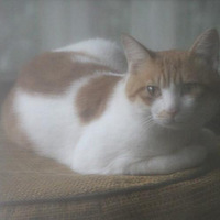 ���������������µĸ�èʧ���� ���Ұ�æ���ҿ�Ŷ(ͼ)