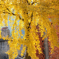 �Ŵ�����Ũ-- ��������