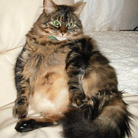 ����è���ʳ6�³ɹ����� ���ص�һ��