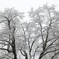 ������ɽ��һ��ѩ����ڡ�澰է�֣�