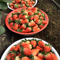 ���ݱ�����ɳ��ݮ