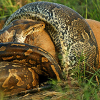 �ϷǾ�����ͼ����������������