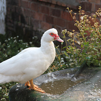 �������������Ӱ�