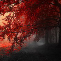 ������Զ������ɽ����Ӱ