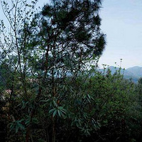 ��ʥ��������� ���������ⴱ���Ӷȼ�ȥ