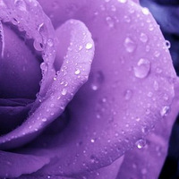 ��ɫΨ��ͼƬ����һ����ɫ����