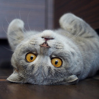 ʥ������Ŷ ����ͫ��������