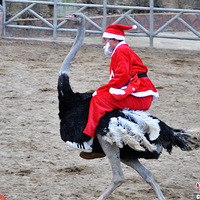 ��ɳ��ʥ�����ˡ��������ɷ�����