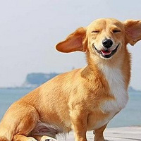 ����Ȥͼ��������һ�����׵���