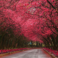 Ѥ�����˵ļ����羰��