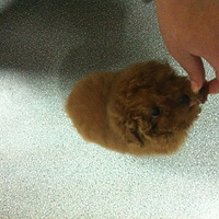 ���пɰ�̩�ϱ������ɳ�