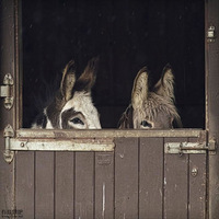 �ȵȣ��Ҿ��������ڼ���