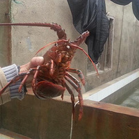 �����ؼ�֮�С��뿴��ľ��