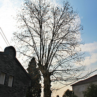 Īа�ɽ�����魽�ɽ����Shadow