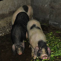 ����ȥǧ�����μ��˻����� �ֳ�ɱ�����澪��