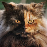 ������˫�桱è����������������