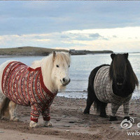 ���ȷ��ڵ�С������~��