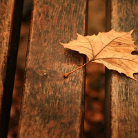 Ψ���⾳ͼƬ�����Լ�����һƬ��Ҷ