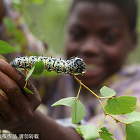 ��Ͳ�Τ����ëë��Ϊʳ�ĵط�