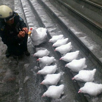 ѩ�µĺô󰡣�ţ�����ֿ�ʼ���������ˣ�