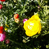 ���ʹ��̵�̫���壬�۷���æ~������2013��3��6