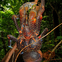 �����ִ����Ľ�֫���Ҭ��з