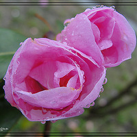 ��ɫ�軨�����С�