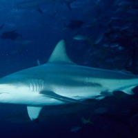 ����̲��������ͷ�������û