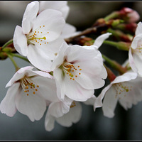 ӣ��ʢ�������������š����ͻ�̤��ڶ���