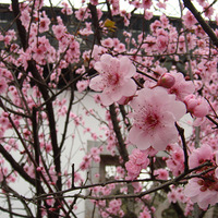 ֲ��԰���÷�������ˡ���������������